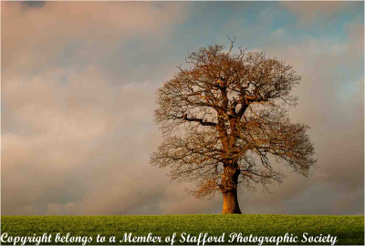 18-Last-Rays-On-Walton-Tree