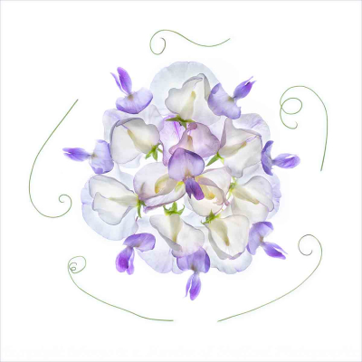 Sweet-Pea-Posy Print