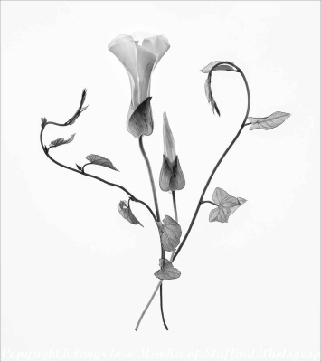 18-Bindweed