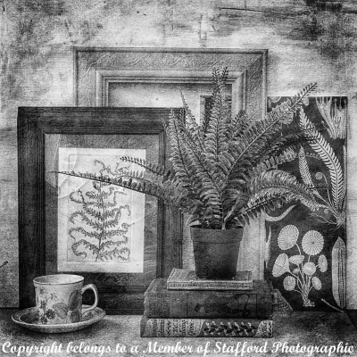 19-The-Fern