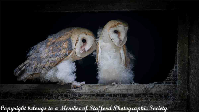 19-Barn-Owls