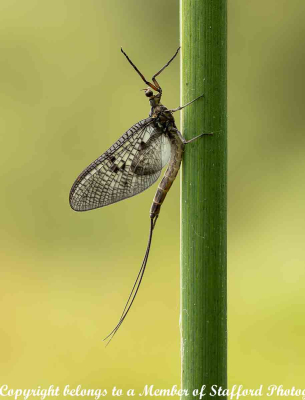 Common-Mayfly Print