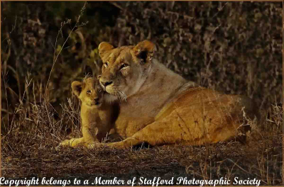 18-Lioness-and-cub