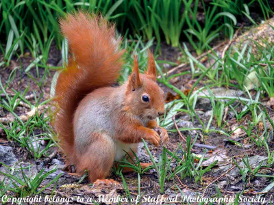 17-Red-Squirrel
