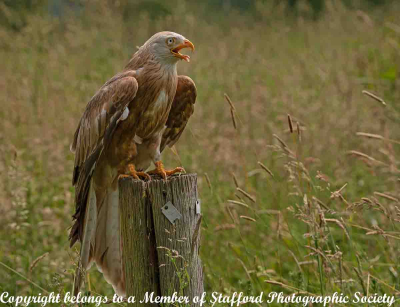 19-White-Kite