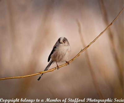 Longtail-Tit Print