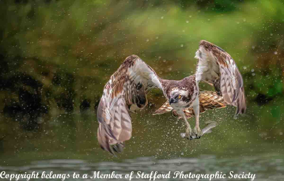 18 Osprey Catch of the Day