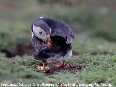 20-Puffin-UP-YOURS