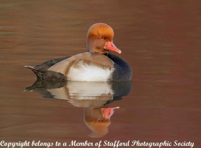 Red-Crested-Pochard Print