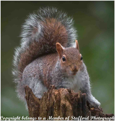 18 Squirrel Boom Boom