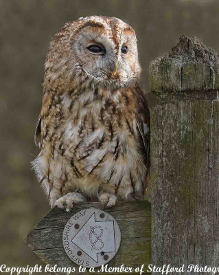 19-Staffordshire-Tawny-Owl