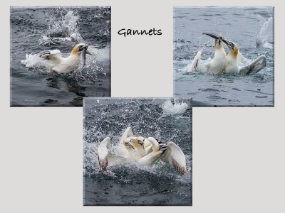 gannets 1Score 57
