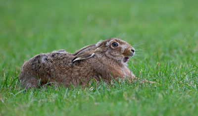 Brown Hare Stretching 19