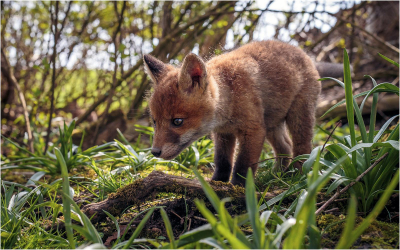 Fox-cub 17