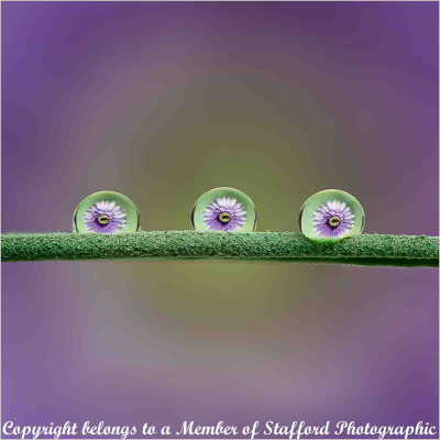 20-Flower-Droplets