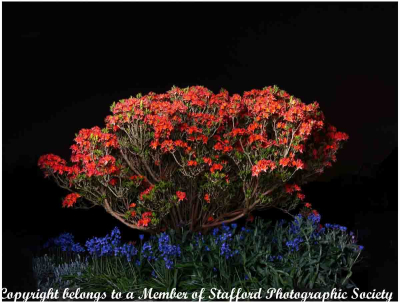 17-Light-painting-in-garden