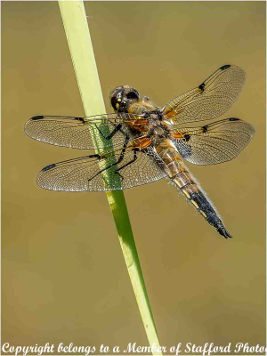 19-Broad-Bodied-Darter-Female