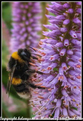 16-Bumblebee