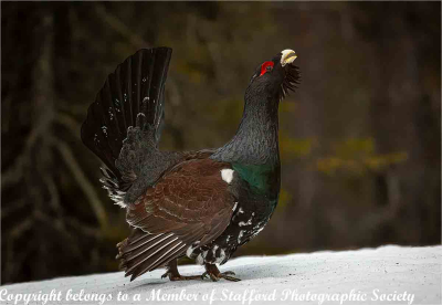 20-Capercaillie-Patrolling-Territory