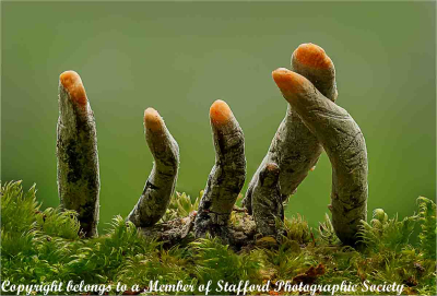 20-Dead-Mans-Fingers