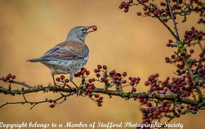 19-FIELDFARE-FEAST