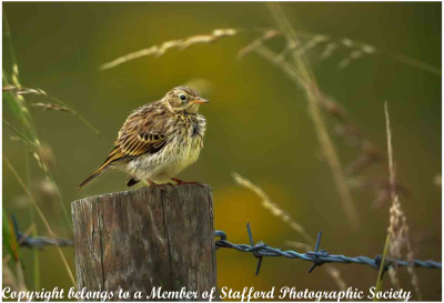 18-Meadow-Pipit