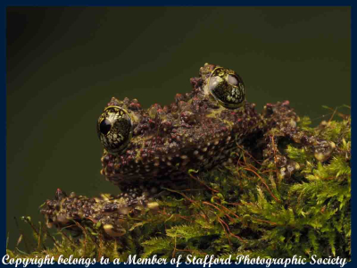 18 Mossy Tree Frog