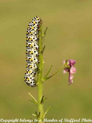 18-Mullein-Moth-Caterpillar-Feeding-On-Verbascum-Flowers