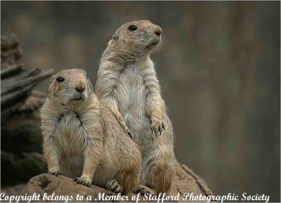 19-Prairie-Dog-Lookouts
