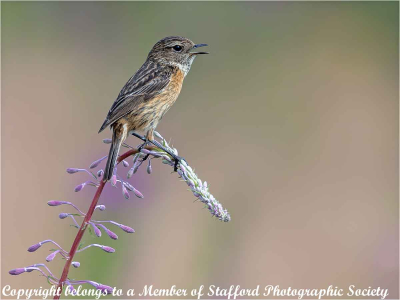 20-Stonechat-female