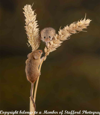 19-Harvest-mouse-meeting
