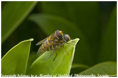 17-Hoverflys