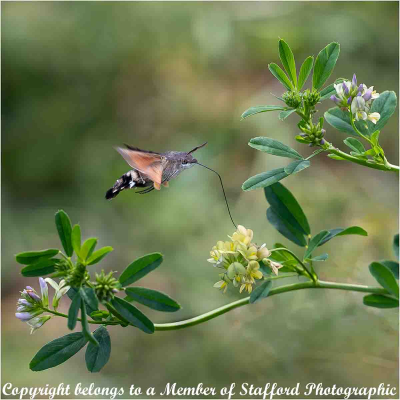 18-Humming-Bird-Moth