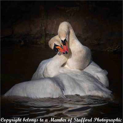 19 Mute-Swans-Courting