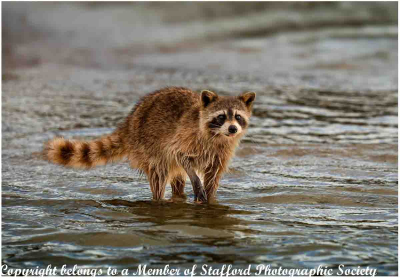 18-Raccoon-Gulf-of-Mexico