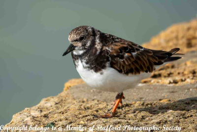 17 Ruddy Turnstone.