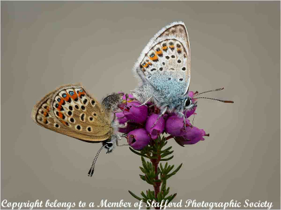 18-Silver-Studded-Blues-On-Heather