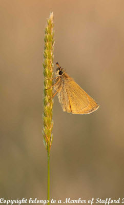 20 Small Skipper Roosting Before Sunset