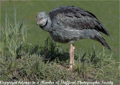 18 Southern-Screamer