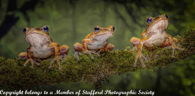 19-GOLDEN-TREE-FROGS