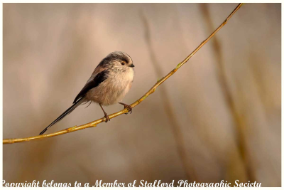 18-Long-Tailed-Tit