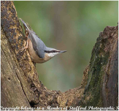 19-Nuthatch