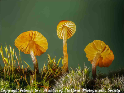 19-Galerina-Graminea