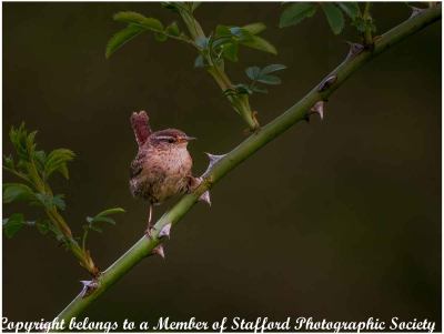 20-Jenny-Wren