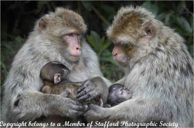 20-Nursing-Barbary-Macques