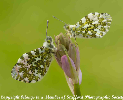 20-Pair-Of-Orange-Tip-Butterflies