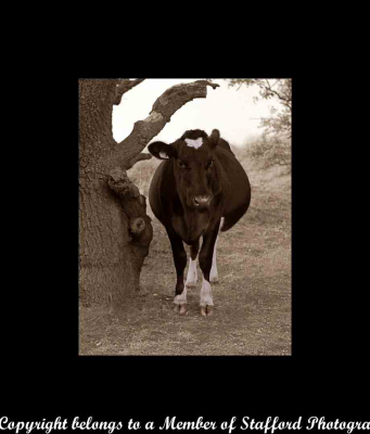 14-fat-cow