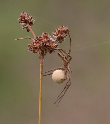 19 Spider With Egg Sac