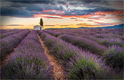 1 Lavender field and hut sunrise