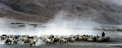 Ladakh 03 Bringing Home the Goats
